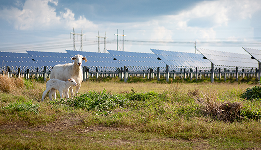 sheep-at-big-bend-solar-card
